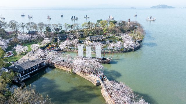樱花为媒文化出海：鼋头渚全球直播背后的“东方浪漫”叙事(图2)