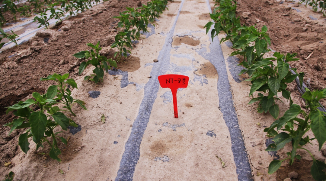 2026 年 3 月全面测评 5 家头部